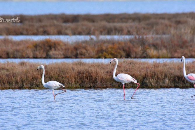 Albania Birdwatching, Kayaking, Bicycle National Park Divjaka Karavasta(ARG) - Divjaka-Karavasta in Half a Day: Why This Lagoon Feels Different