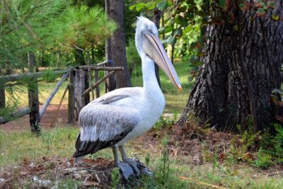 Albania Birdwatching, Kayaking, Bicycle National Park Divjaka Karavasta(ARG) - Western Lagoon Kayaking: Paddling, Swimming, Sightseeing, and Birdwatching