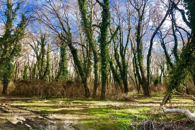 Albania Birdwatching, Kayaking, Bicycle National Park Divjaka Karavasta(ARG) - Optional Bicycle Ride: South Part of the Lagoon for 30 Eur/person