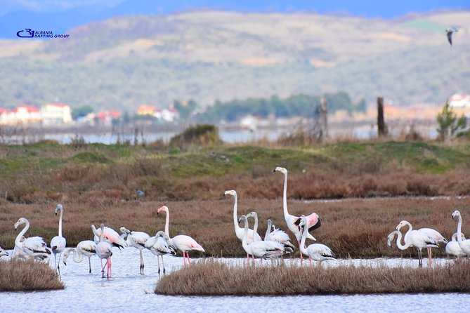 Albania Birdwatching, Kayaking, Bicycle National Park Divjaka Karavasta(ARG) - Optional SUV Safari into the Lagoon: When You Want More Views for 40 Eur/person