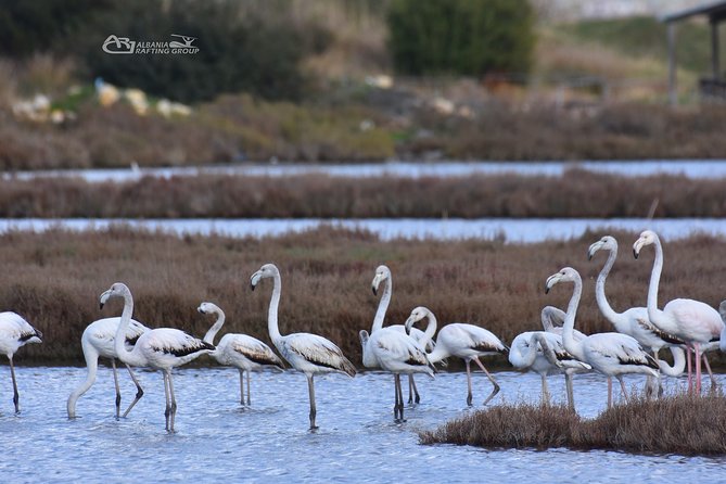 Albania Birdwatching, Kayaking, Bicycle National Park Divjaka Karavasta(ARG) - Difficulty Level 2: Who This Tour Works For (and Who Might Reconsider)