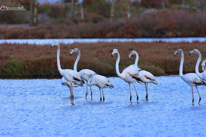 Albania Birdwatching, Kayaking, Bicycle National Park Divjaka Karavasta(ARG) - Price and Value: Is $62.66 a Good Deal for This Half-Day?