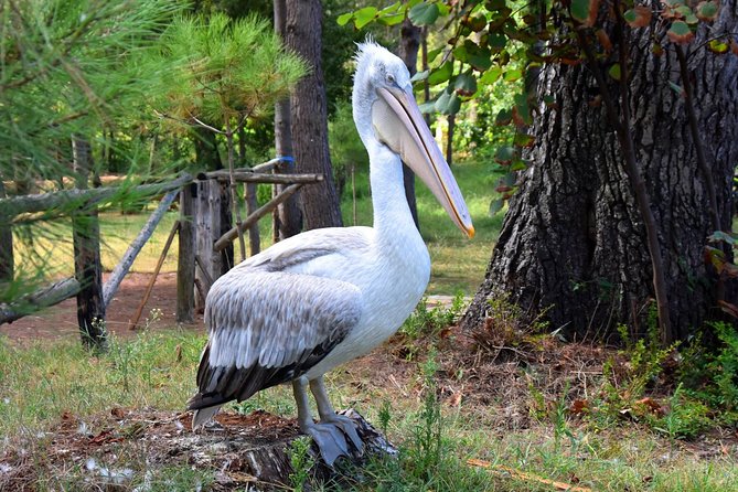 Albania Birdwatching, Kayaking, Bicycle National Park Divjaka Karavasta(ARG) - Western Lagoon Kayaking: Paddling, Swimming, Sightseeing, and Birdwatching