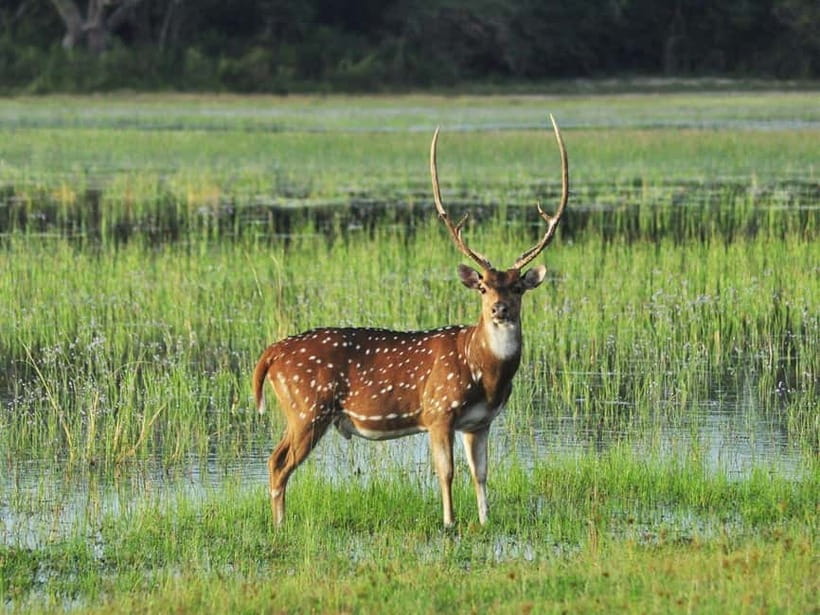 All-Inclusive Minneriya National Park Afternoon Safari - FAQ