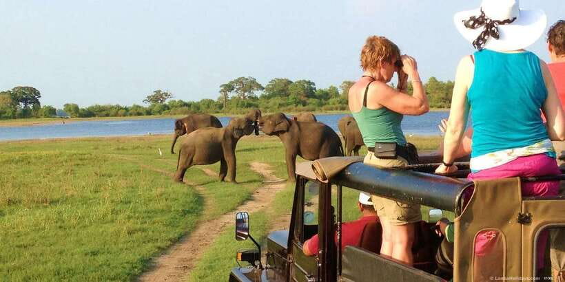 All-Inclusive Minneriya National Park Afternoon Safari - Pickup and route: what your half-day will feel like