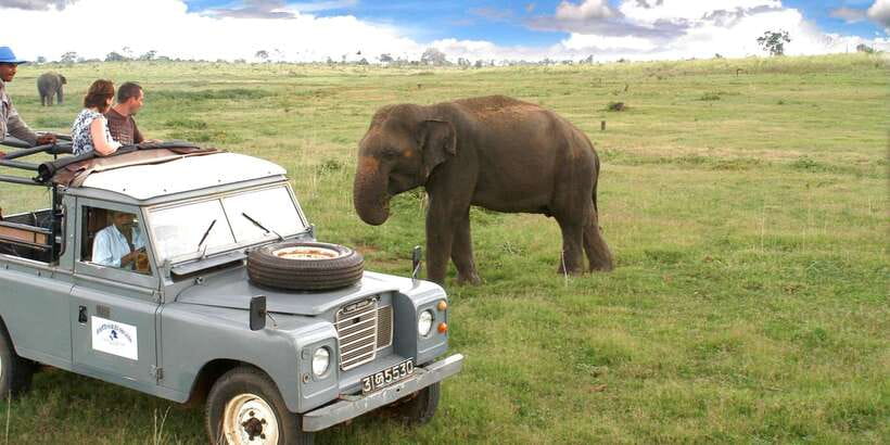 All-Inclusive Minneriya National Park Afternoon Safari - Jeep drive reality: comfort, vehicle age, and respectful animal distance