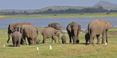 All-Inclusive Minneriya National Park Afternoon Safari - What you’re actually hunting: elephants, endemic monkeys, and the long shots