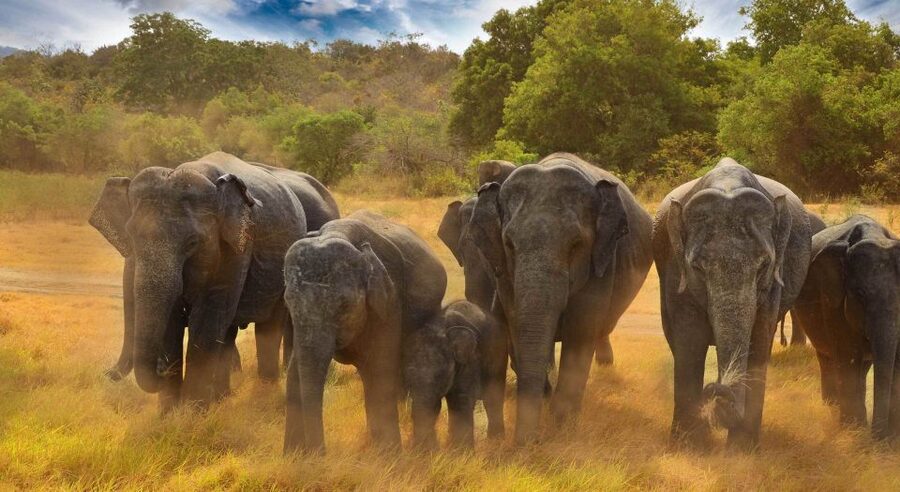 All-Inclusive Minneriya National Park Afternoon Safari - Park conditions and the Kaudulla possibility: how to protect your expectations