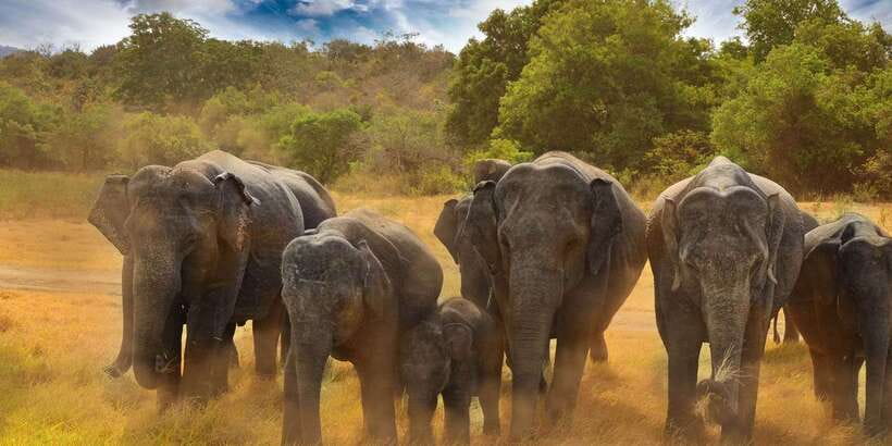 All-Inclusive Minneriya National Park Afternoon Safari - Price and value: what $95 buys you (and when it won’t)