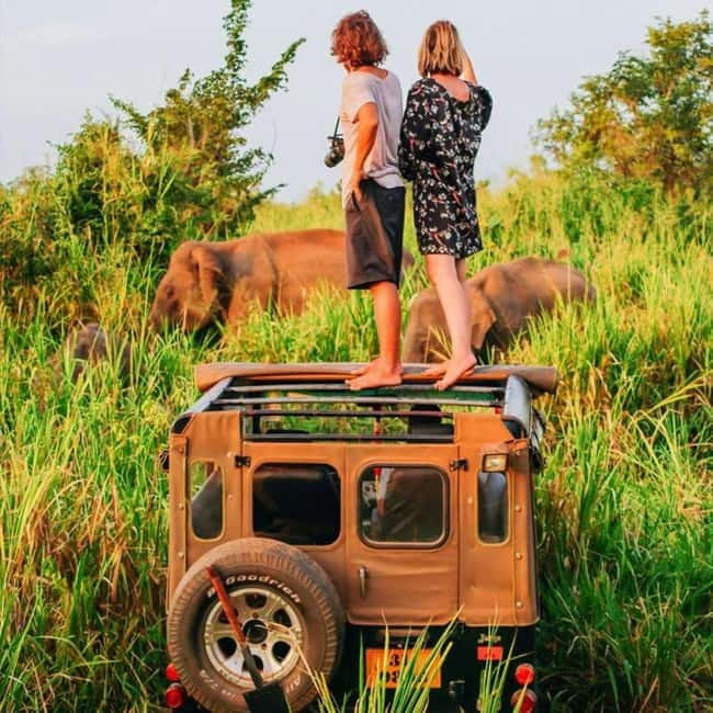 All-Inclusive Minneriya National Park Afternoon Safari - Who should book this afternoon Minneriya safari?