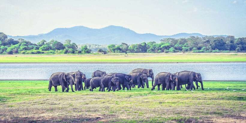 All-Inclusive Minneriya National Park Afternoon Safari - What to bring (and what to skip) for a smooth safari