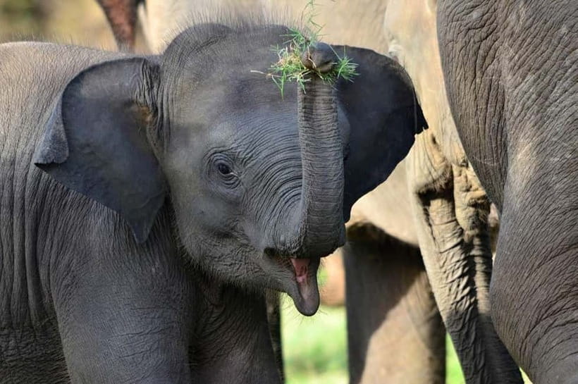 All-Inclusive Minneriya National Park Afternoon Safari - Should you book this afternoon safari?