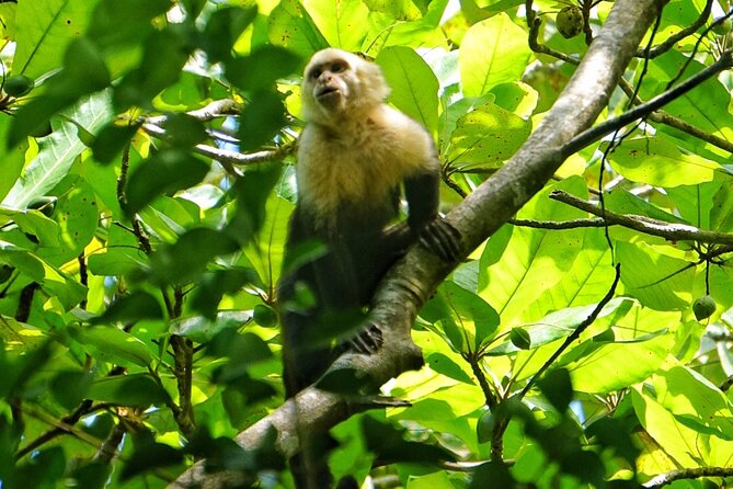 All Inclusive National Park Manuel Antonio with Binoculars - Binoculars in Manuel Antonio: how to make them useful fast
