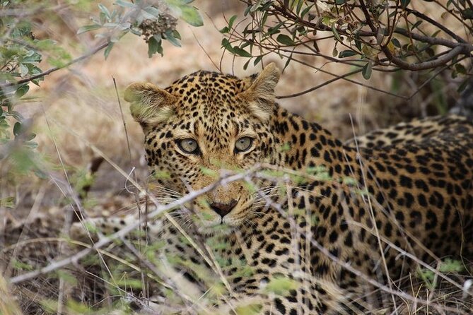 All Inclusive Private Full Day Safari in Yala National Park with Lunch - The logistics that actually matter: pickup, time, and the long day