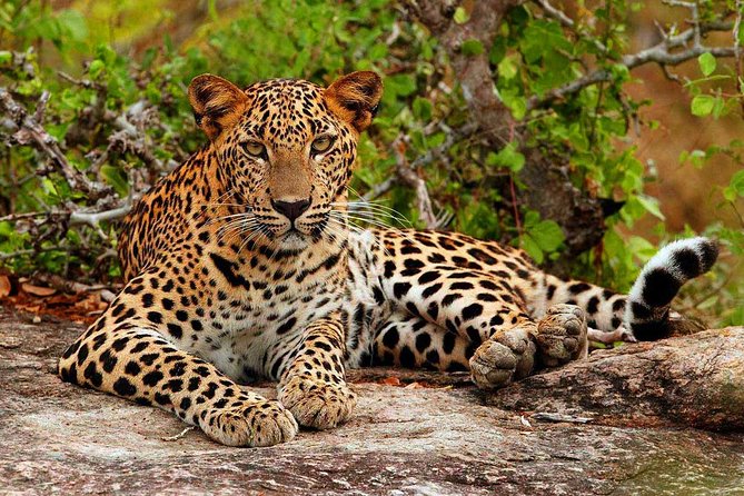 All inclusive Private jeep safari at Yala National park - Yala’s Wildlife Time: Why This Park Feels Worth the Long Day