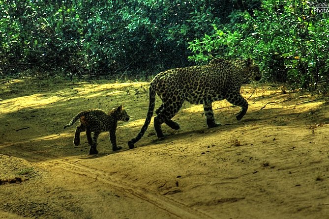 All inclusive Private jeep safari at Yala National park - Stop 1: Yala National Park for Leopards, Elephants, Crocs, and Birds