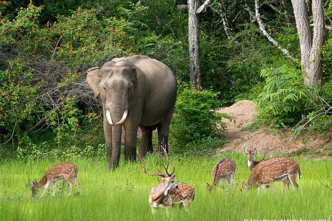 All inclusive Private jeep safari at Yala National park - Private Jeep Safari Logistics: What’s Actually Included (and What Isn’t)