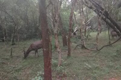 All inclusive Private safari at Wilpattu National park from Negombo - The Long Private Drive: Comfort Beats Coordination