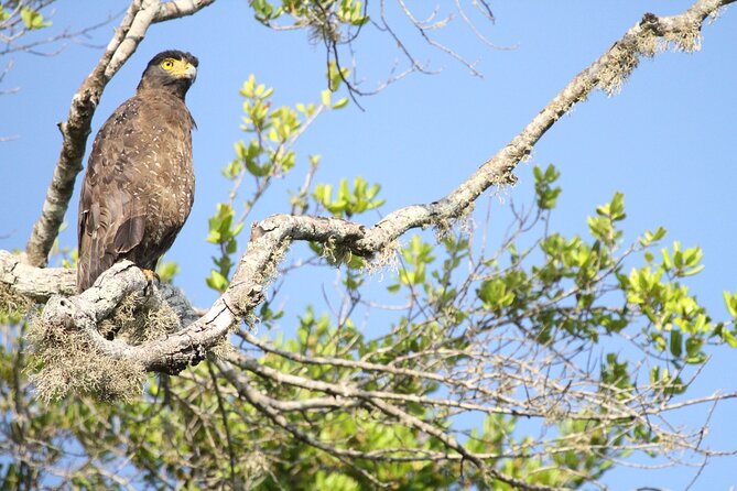 All Inclusive Private Safari in Minneriya National Park - Key points before you go