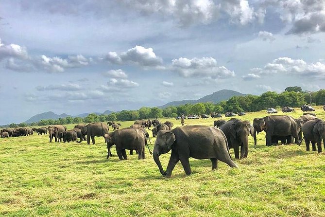 All Inclusive Private Safari in Minneriya National Park - Why Minneriya’s elephant tank timing matters