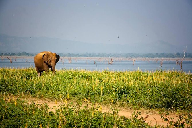 All Inclusive Private Safari in Minneriya National Park - Comfort, timing, and what to wear (casual is fine)