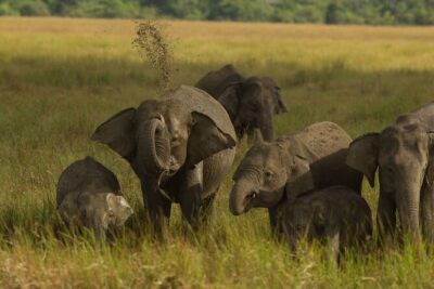 All Inclusive Private Safari in Minneriya National Park - The real value: what your $96.50 includes
