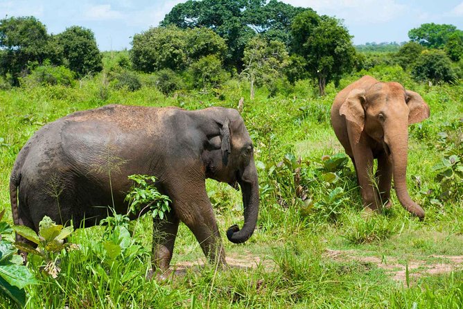 All Inclusive Udawalawa National Park Day Tour from Colombo - Colombo to Udawalawe: what an 18-hour day really feels like
