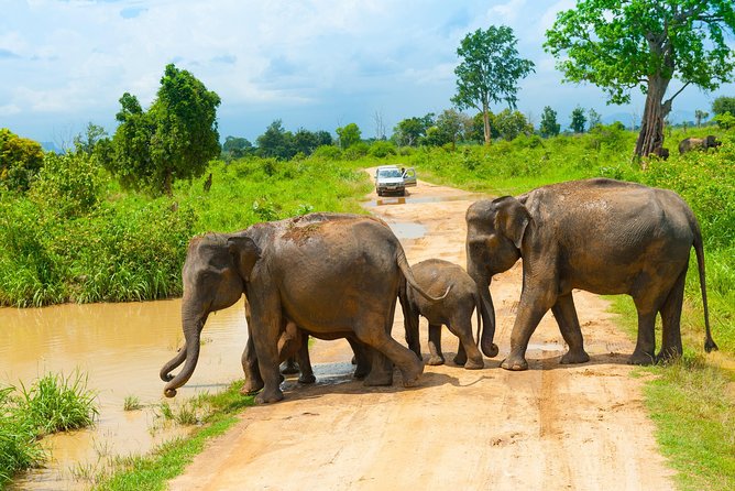 All Inclusive Udawalawa National Park Day Tour from Colombo - The jeep safari: how to make wildlife viewing feel easier