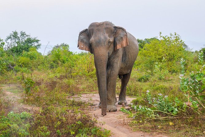 All Inclusive Udawalawa National Park Day Tour from Colombo - Included meals: lunch and tea as real momentum, not filler