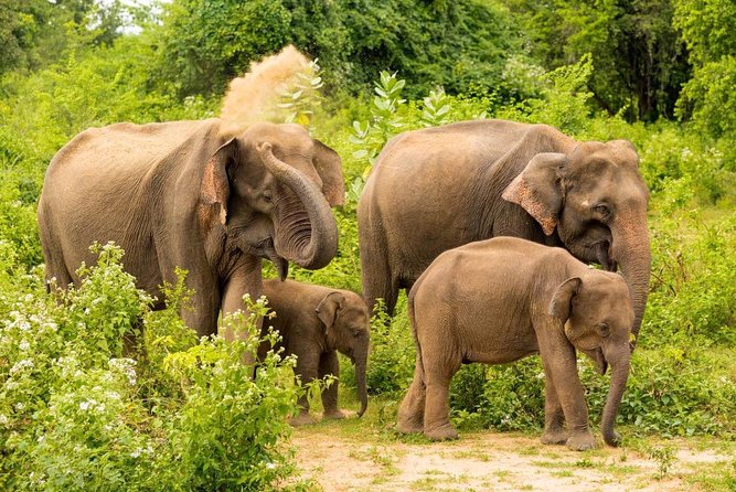 All Inclusive Udawalawa National Park Day Tour from Colombo - Comfort and guidance: the role of the English-speaking chauffeur