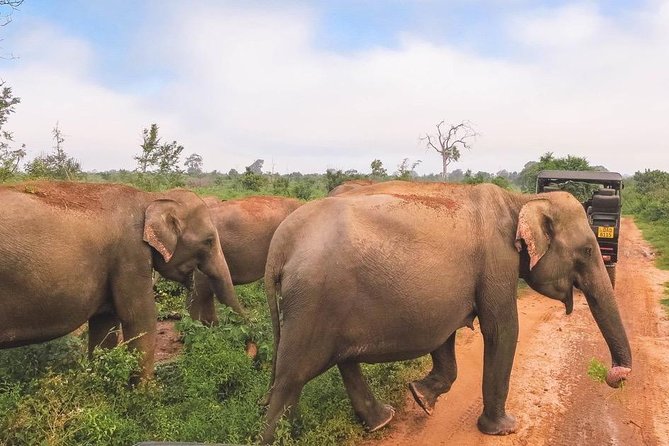 All Inclusive Udawalawa National Park Day Tour from Colombo - Price and value: what $255 covers and what to watch for