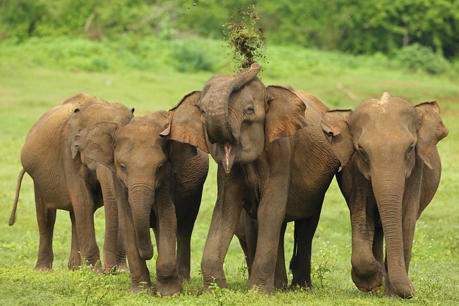 All Inclusive Udawalawa National Park Day Tour from Colombo - Who this Udawalawe day tour is best for