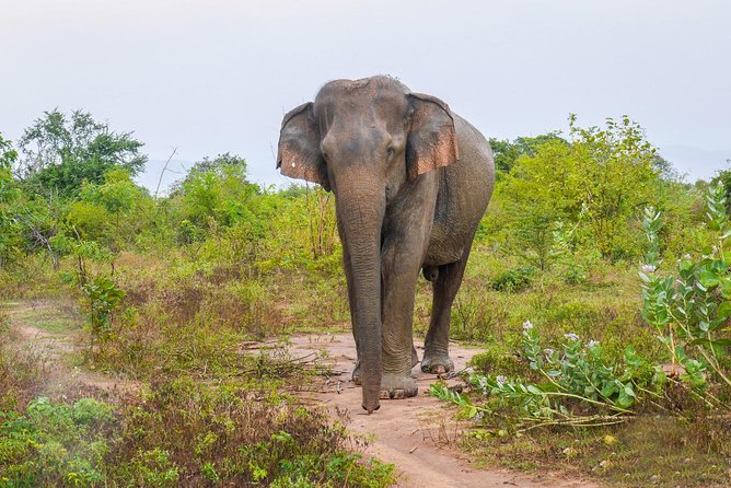 All Inclusive Udawalawa National Park Day Tour From Negombo - Key Points Worth Knowing Before You Go