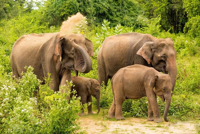 All Inclusive Udawalawa National Park Day Tour From Negombo - Udawalawe Jeep Safari: Why the Park Feels Like Wildlife TV
