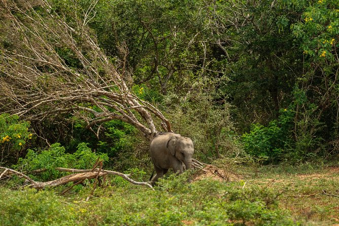 All Inclusive Udawalawa National Park Day Tour From Negombo - Private Vehicle Comfort for a Full-Day Loop