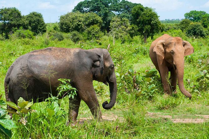 All Inclusive Udawalawa National Park Day Tour From Negombo - Price and Value: What $275 Really Buys You