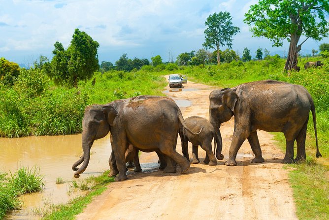 All Inclusive Udawalawa National Park Day Tour From Negombo - Who This Udawalawe Tour Fits Best (and Who Might Hesitate)