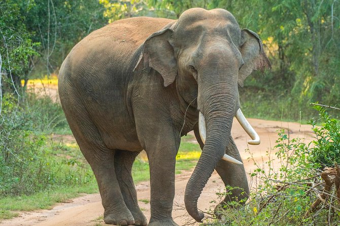 All Inclusive Udawalawa National Park Day Tour From Negombo - Should You Book the Udawalawe All-Inclusive Day Trip from Negombo?