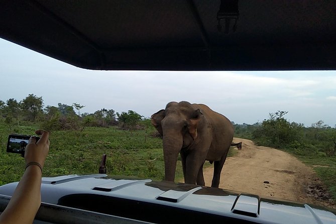 All Inclusive Udawalawe National Park Safari Day Tour from Colombo and Negombo - Udawalawe National Park: Why This Works as a 12-Hour Day Trip