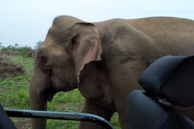 All Inclusive Udawalawe National Park Safari Day Tour from Colombo and Negombo - The Udawalawe Elephant Focus: How the 3 Hours Are Timed