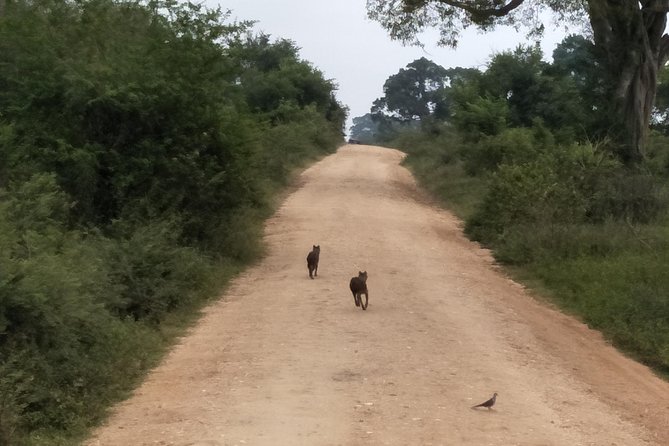 All Inclusive Udawalawe National Park Safari Day Tour from Colombo and Negombo - Getting Real Value From the Price: What You Pay For, What You’ll Still Need