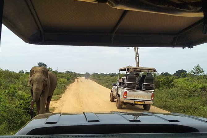 All Inclusive Udawalawe National Park Safari Day Tour from Colombo and Negombo - Timing and Photo Tips for Udawalawe’s Best Light