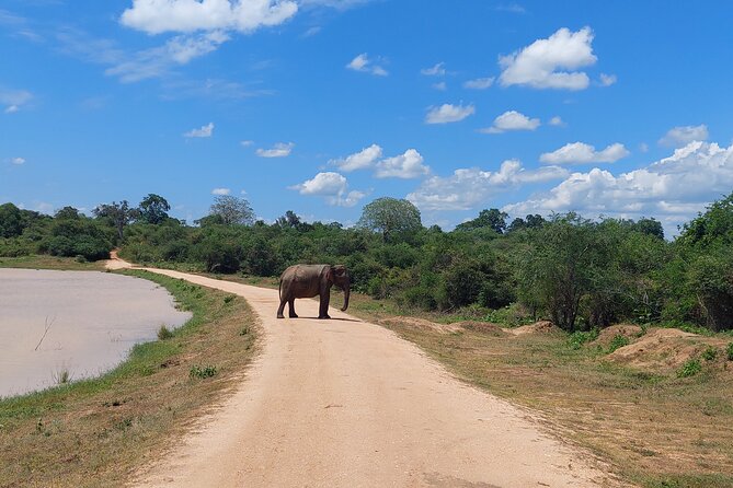 All Inclusive Udawalawe National Park Safari Day Tour from Colombo and Negombo - Should You Book This Udawalawe Safari Day Tour?
