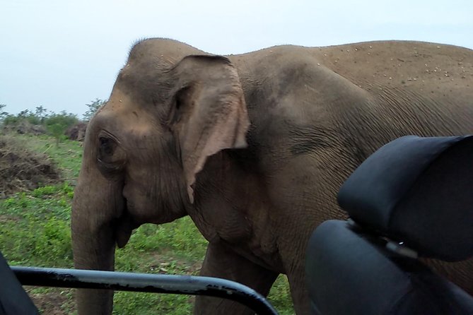 All Inclusive Udawalawe National Park Safari Day Tour from Colombo and Negombo - The Udawalawe Elephant Focus: How the 3 Hours Are Timed
