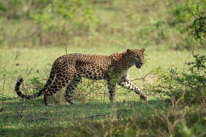 All Inclusive Yala National Park Jeep Safari from Colombo - Key highlights to know before you go