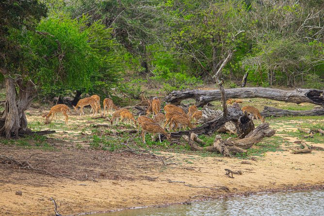 All Inclusive Yala National Park Jeep Safari from Colombo - Inside Yala: habitats and the animals you’re hunting for