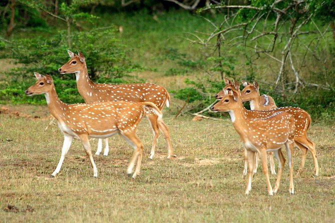 All Inclusive Yala National Park Jeep Safari from Colombo - What the “private jeep safari” setup changes