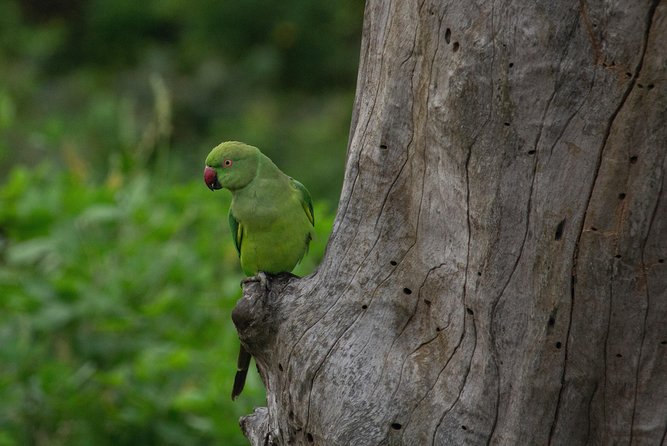 All Inclusive Yala National Park Jeep Safari from Colombo - Lunch and small comforts that prevent a grumpy day