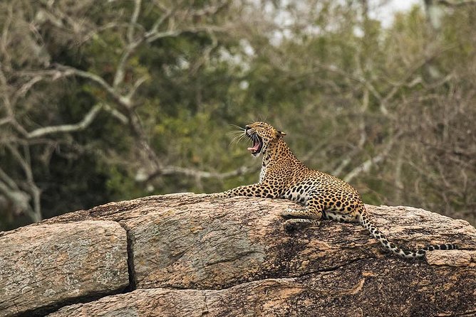 All Inclusive Yala National Park Jeep Safari from Colombo - Tips to get better sightings and an easier day