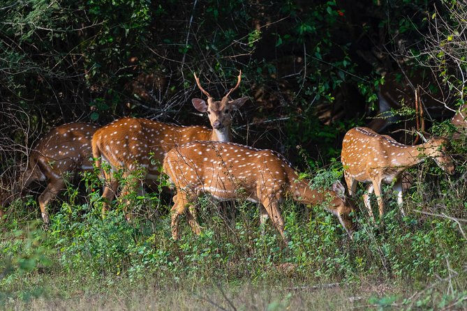 All Inclusive Yala National Park Jeep Safari from Colombo - Price and value: what $258 actually buys you